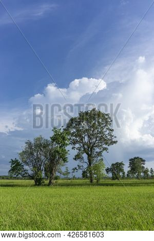 Storm Clouds Forming Over Rice Fields Signaling Start Of Rainy Season And Rice Productions