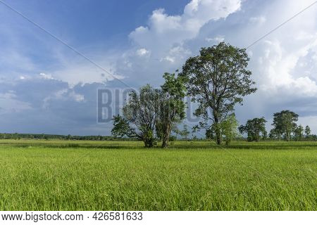 Storm Clouds Forming Over Rice Fields Signaling Start Of Rainy Season And Rice Productions