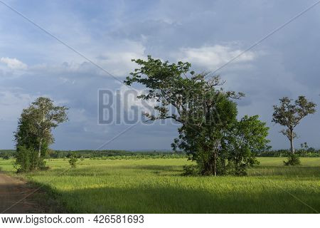 Storm Clouds Forming Over Rice Fields Signaling Start Of Rainy Season And Rice Productions