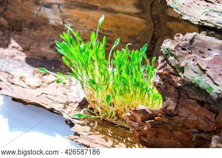 Young Green Plants On Tree Bark. Ecology And Environmental Conversation. Earth Day Concept. Global P
