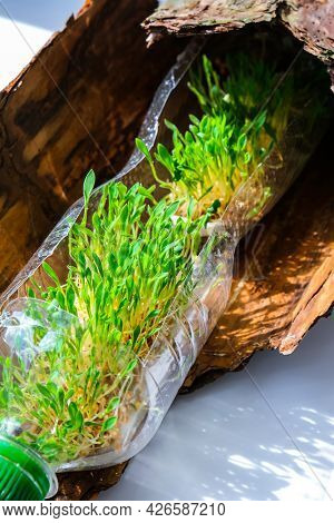 Young Green Plants In Plastic Bottle On Tree Bark. Ecology And Environmental Conversation. Earth Day