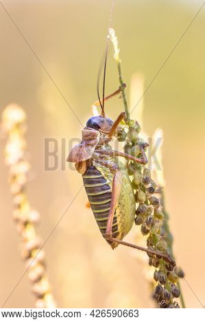 Famous Saddle-backed Bush Cricket (ephippiger Ephippiger). This Distinctive Grasshopper Is Found In 