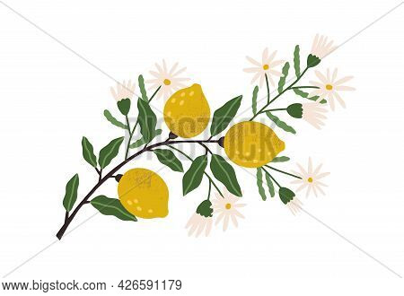 Blooming Lemon Tree Branch With Yellow Citrus Fruits, Blossomed Flowers And Leaves. Plant With Ripe 