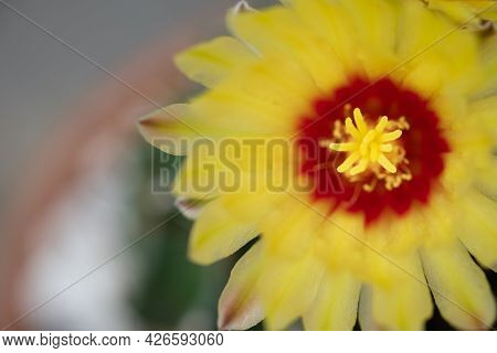 A Cactus And Yellow Flower In A Pot With Nature Bokeh Background. Echinofossulocactus Phyllacanthus 