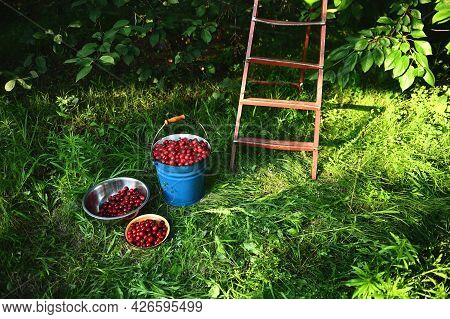 Harvesting Cherries. Bucket And Bowls Of Freshly Picked Cherries On The Background Of Old Ladder On 