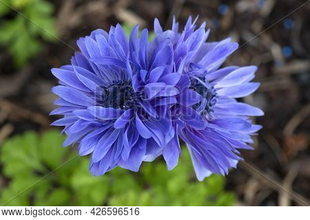 Anemone Lord Lieutenant ,also Known As The Ostrich Feather . Pair Of Deep Blue Flowers Shot In Selec
