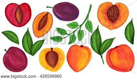 Huge Watercolor Pit Fruit Set Isolated On White Background. Juicy Peach, Apricot Half With Pit And D