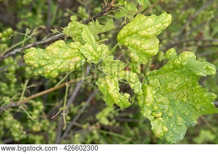 Diseases And Pests Of Berry Bushes . Gall Aphid On Currants. Damaged Leaves On A Red Currant.