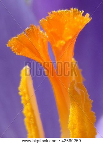 Açafrão flor close-up