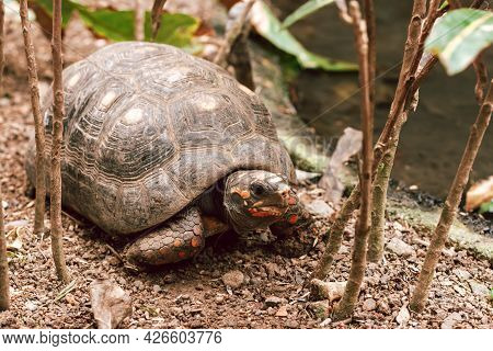 The Red-footed Tortoise Close Up In A Zoo. Portrait Of A Turtle In Natural Surroundings