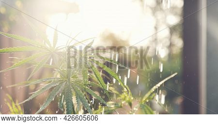 Watering Green Marijuana Tree Cannabis Plant Narcotic Herbal In Greenhouse. Agriculture Planting Hem