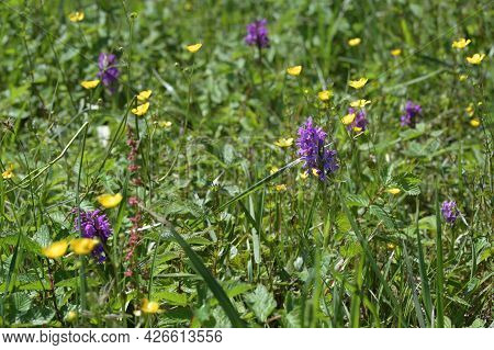 Group Of Marsh Orchids (dactylorhiza Curvifolia), Rare Wildflower With Purple Inflorescence Growing 