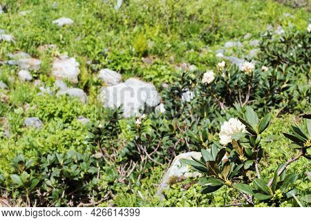 Blooming White Rhododendron In The Mountains. Local Travel