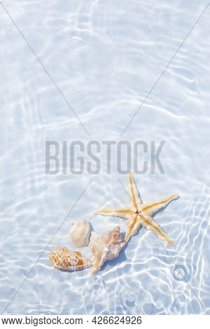 Starfish And Seashells Floating On Water. Sun And Shadows. Minimal Nature Background.