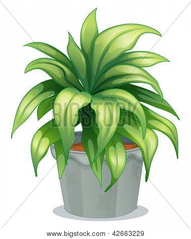 Ilustracja liściaste rośliny na białym tle