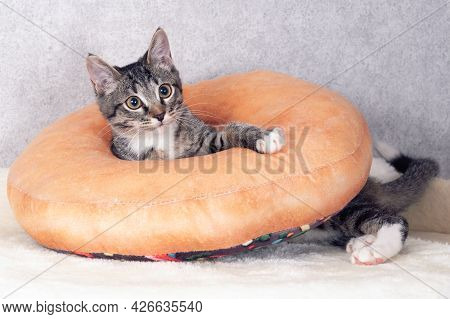 A Striped Mongrel Kitten Plays With An Orange Pillow With A Hole In The Middle.