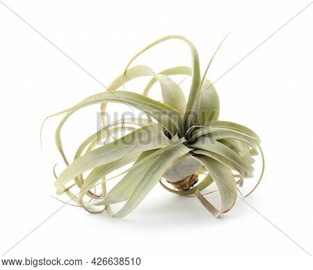 Beautiful Tillandsia Isolated On White. Exotic Houseplant