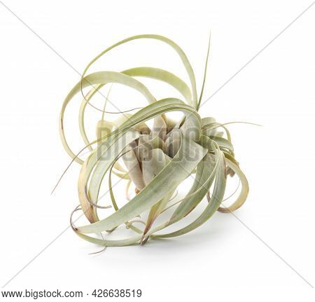 Beautiful Tillandsia Isolated On White. Exotic Houseplant