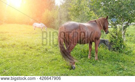 Vacation Landscape. Horse Outdoor In Evening. Russian Altai Mountains. Multa Region. Holiday At Home