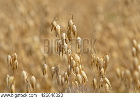Close Up Of Common Oat Growing In A Oat Field