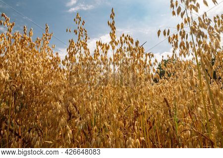 Close Up Of Common Oat Growing In A Oat Field