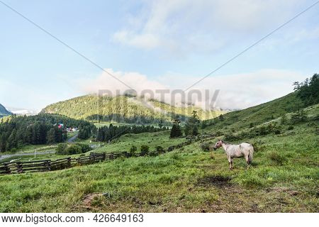 Vacation Landscape. Horse Outdoor In Evening. Russian Altai Mountains. Multa Region. Holiday At Home