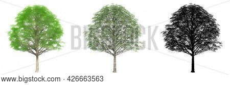 Set or collection of Cherrybark Oak trees, painted, natural and as a black silhouette on white background. Concept or conceptual 3d illustration for nature, ecology and conservation, strength