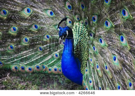 Peacock