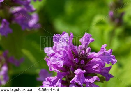Flower Of A Big Betony, Betonica Macrantha