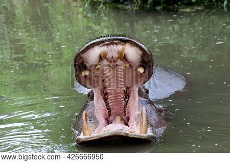 A Hippopotamus Yawning. Widely Open Mouth With Teeth Of A Hippo In A Zoo.