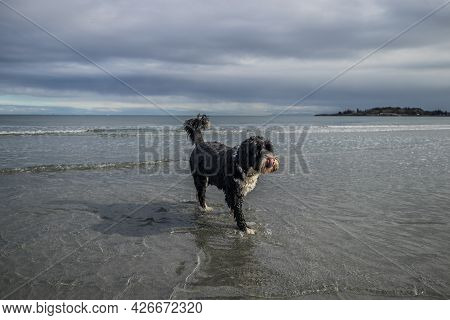 Dog At Weir Beach On Vancouver Island, British Columbia