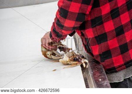Fisherman Cutting Up Crab At Pedder Bay On Vancouver Island, British Columbia, Canada