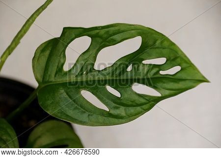 Beautiful Leaf Of Monstera Adansonii Laniata, A Climbing Tropical Plant