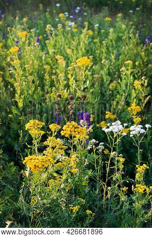 Wild Bright Flowers In A Summer Meadow. Many Colorful Honey Plants Attract Pollinators Such As Honey