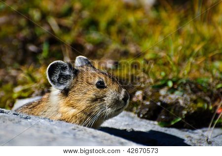 Alpine Pika
