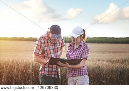 Farmers Male And Female Working With A Tablet In A Wheat Field, In The Sunset Light. Businessmen Stu