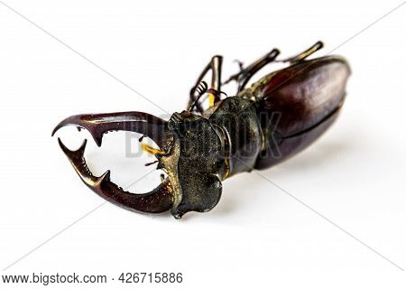 Dried European Stag Beetle Isolated On White Background
