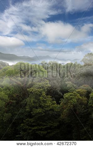 rainforest