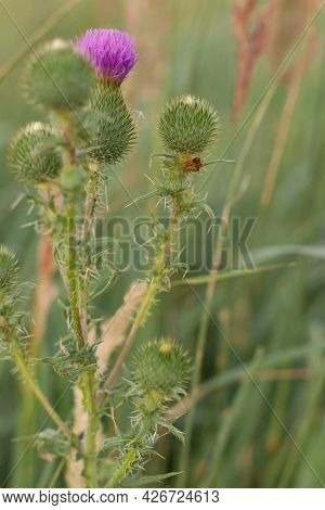 Prickly Thistle Pink Flowers In The Field