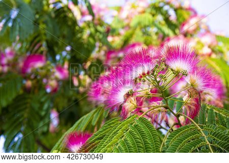 Pink Flowers Of Tropical Tree Albicia Close Up