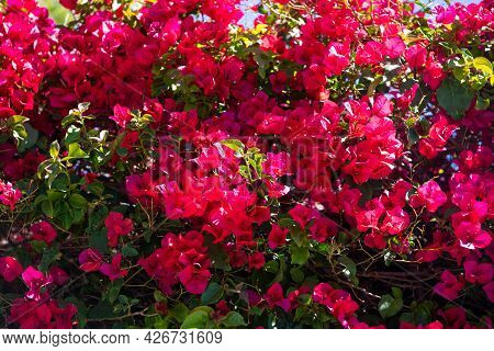 Flowering Plant Blooming With Red Bracts, Paperflower Background