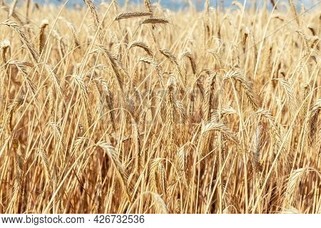 Close-up Texture Pattern View Of Ripe Golden Organic Wheat Stalk Field Landscape On Bright Sunny Sum