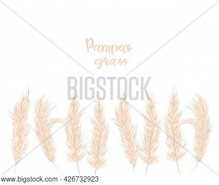Dry Pampas Grass Set. Illustration In The Boho Style. Dried Plant For Decoration, Frame, Backdrop, F