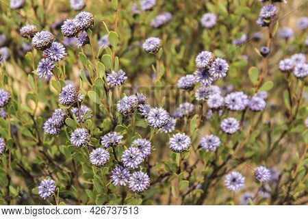 Purple Globularia Cordifolia Flowers In The Mountain In Albacete, Spain