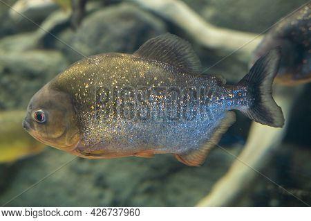 Piranha Close Up In The Aquarium. Pygocentrus Nattereri.