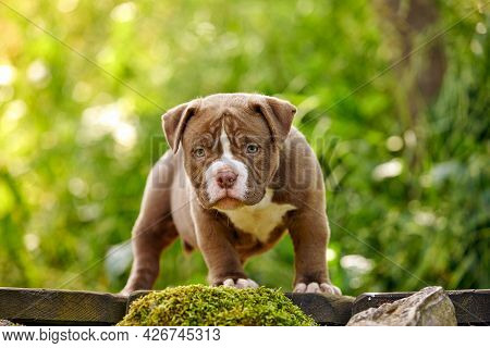 American Bully Puppy Purple On Wooden Walkway In The Garden, A Cute Little Puppy Sports And Playing 