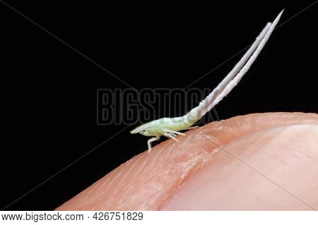 Leaf-hopper Nymph With Long Tails Sitting On A Branch Sitting On Finger