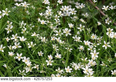 Stellaria Holostea White Flowers. Chickweed, Stitchwort Forest Or Meadow Flowers On A Green Natural 