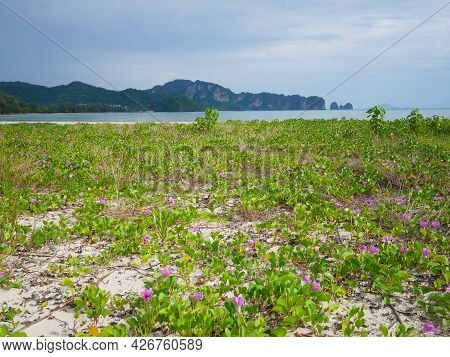 Ipomoea Pes-caprae Or Beach Morning Glory At The Beach