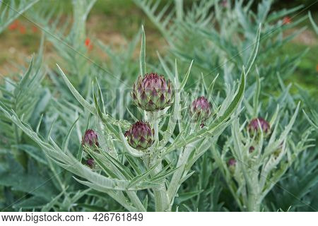 Purple Wild Artichoke Flower, Thistle Bush In The Park